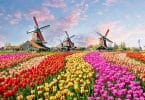 No more tulips, windmills and cows in Holland?