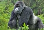 New Tourism: A charter flight to Rwanda to party with Mountain Gorillas