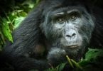 gorilla 1