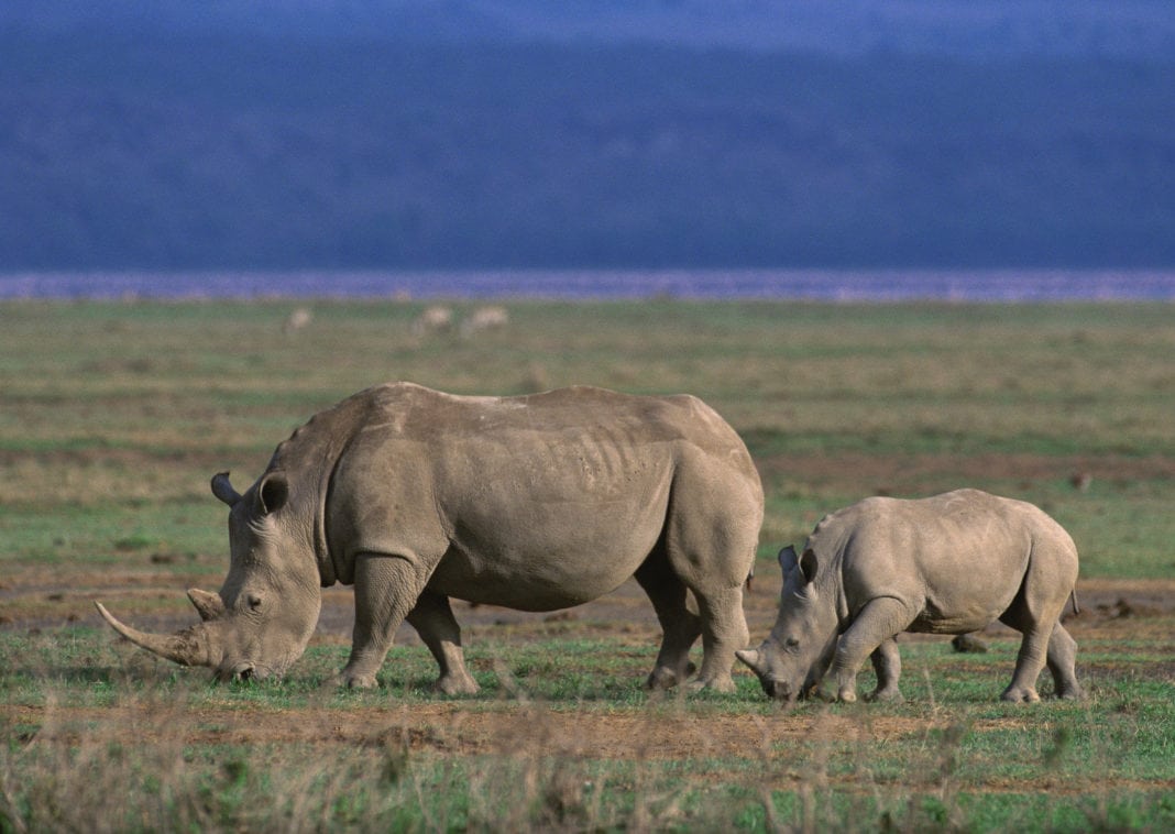 Ngorongoro-Pemuliharaan