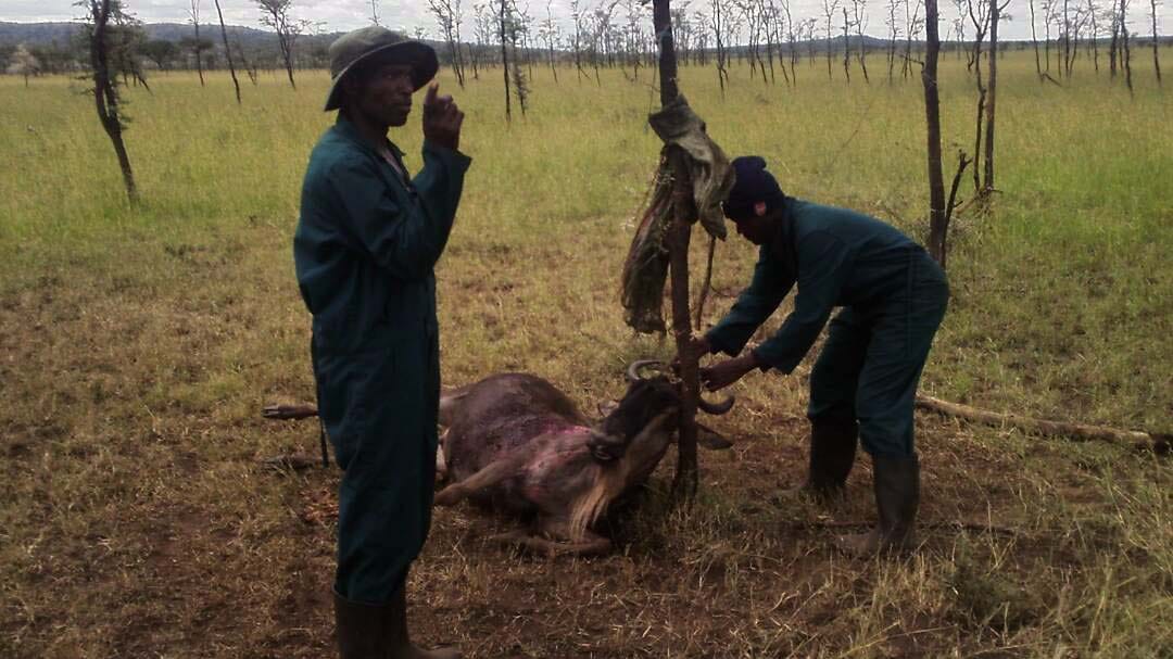 Wildebeest-fanget-i-snares-i-Tanzania