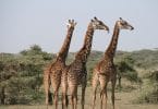 Tanzanie chce více německých turistů