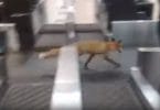 Fox invades Moscow’s busy Domodedovo Airport