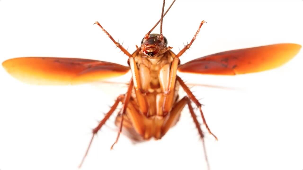 Gigant uchadigan hamamböceği Rossiyaning Qora dengiz kurortini bosib oladi