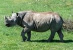 World’s oldest black Rhino dies in Tanzania