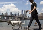 New York City in top ten world’s best walking cities