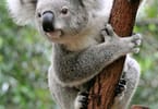 Koalas are now officially endangered species in Australia