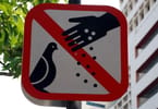 Turister Pas på: Fodring af fugle kan koste dig $3000 i Singapore