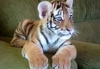 Už žádní lvi a aligátoři: Uzbekistán zakazuje exotická zvířata