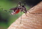mosquito - kuva: pixabay
