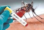 Dengue-udbrud truer turismen i Thailand
