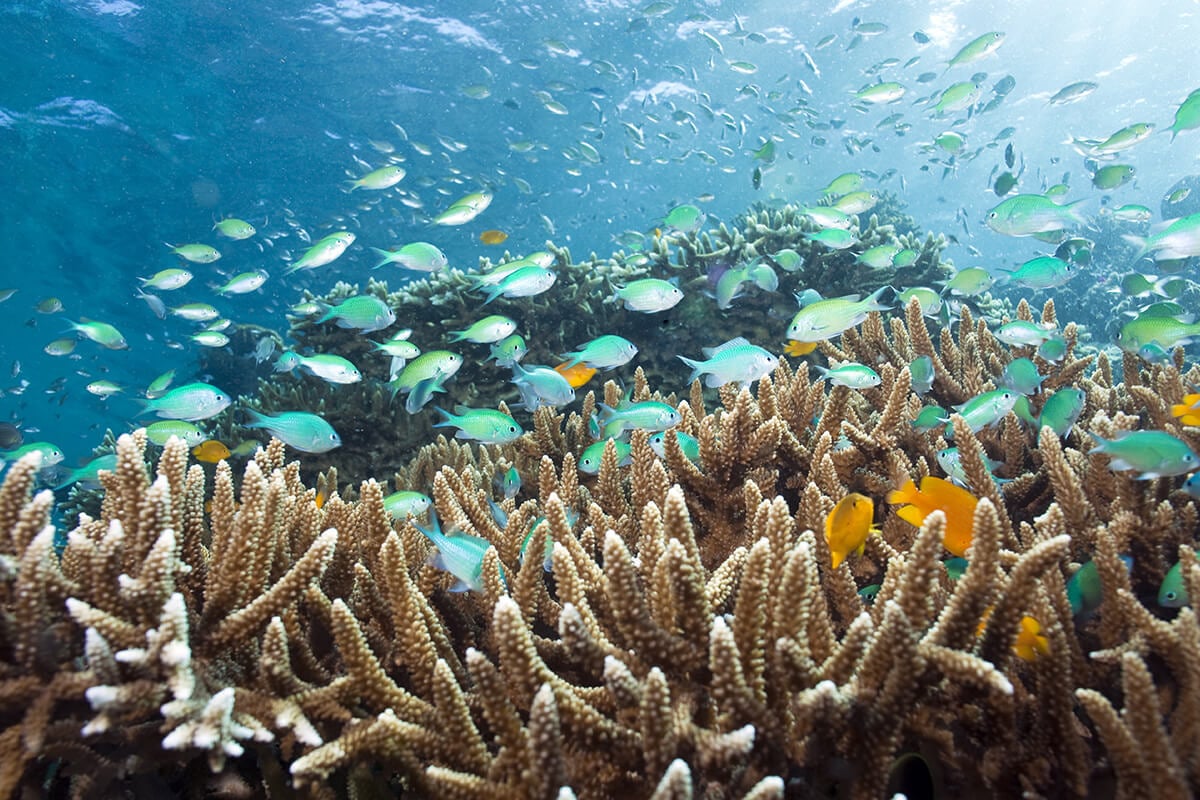 Bali Corals
