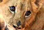 South Africa’s President Ramaposa petitioned to halt big cat breeding