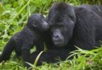gorillamumandbaby 3