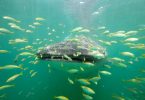 WHALE SHARK SEASON ONE OF THE BEST EVER IN MAFIA ISLAND, TANZANIA