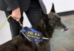 COVID-19-sniffing dogs coming to Miami Airport