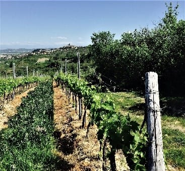 Şarap.Suckling.İtalya .1 | eTurboNews | eTN