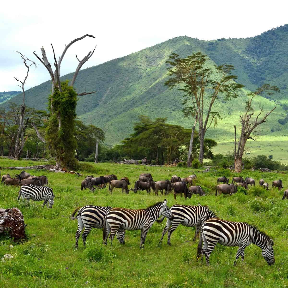 Lerai Forest