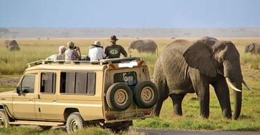 Tanzania WIldlife