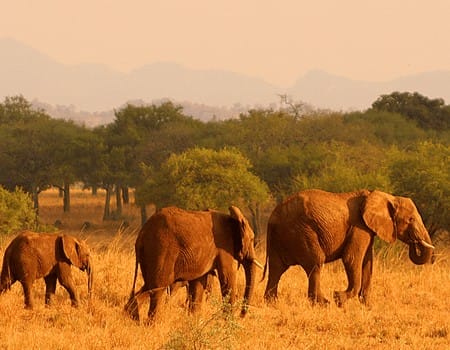 Kenia-Safari 14 | eTurboNews | eTN