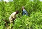 Huge Marijuana Farm Busted in Uganda Tourist Park