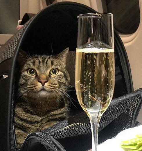 Rysk fettkattägare lurar flygbolaget med 'cat double'