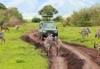 Africa Safari Tour Specialists in Germany Seek Court Order Over Travel Warning