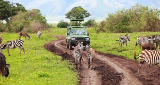 Специалистите от Африка Safari Tour в Германия търсят съдебно решение поради предупреждение за пътуване