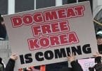 Barbaarinen koiranlihakauppa kiellettiin vihdoin Etelä-Koreassa