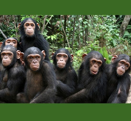 과학자들은 침팬지에 대한 COVID-19 감염 가능성을 걱정했습니다