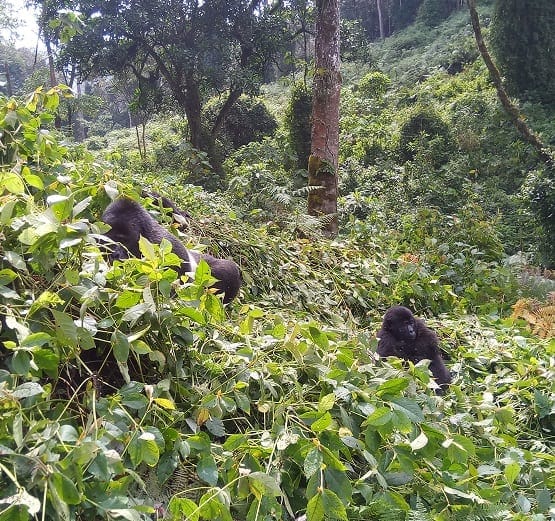 Hawn hu għaliex għandek tmur trekking gorilla issa