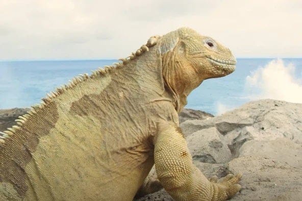 Trải nghiệm sự mê hoặc của Galapagos