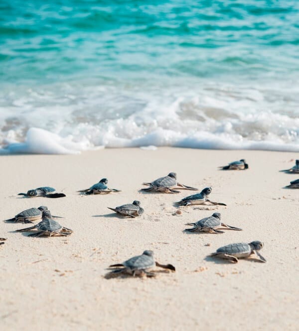 Skildpaddebeskyttelsesprogrammet ringer besøkende til det meksikanske Karibia