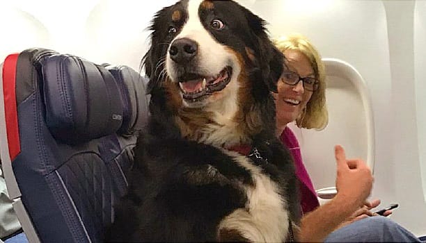 Emotionele ondersteuningsdieren zijn niet langer welkom in vliegtuigen als dienstdieren