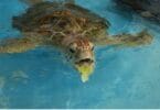 Cairns Convention Center supports turtle rehabilitation