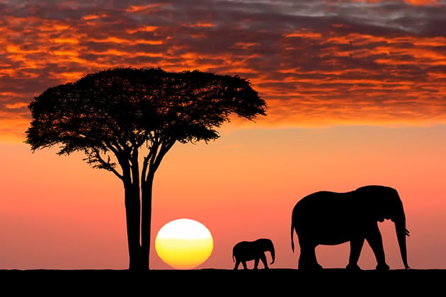 非洲野生动物园之旅前要考虑的5件事