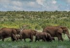 African States Battling COVID-19 with Low Wildlife Conservation Budgets