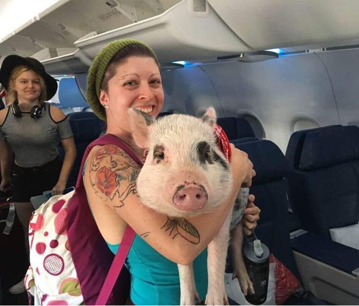 Southwest Airlines proíbe animais de apoio emocional