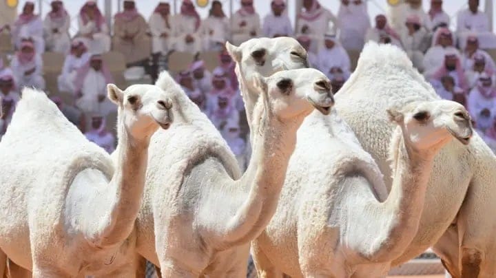 Des chameaux avec du Botox interdits d'un concours de beauté de chameaux saoudien