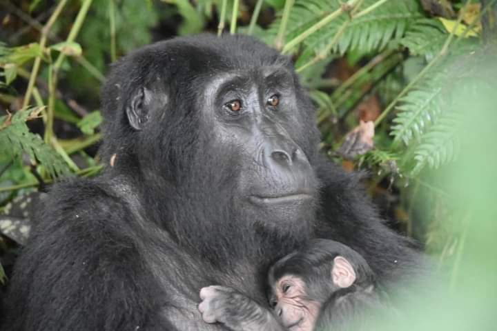 6 аптада Угандадағы бесінші горилла тууы