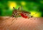 Hawaii utazással kapcsolatos dengue-vírus-esetet jelentett