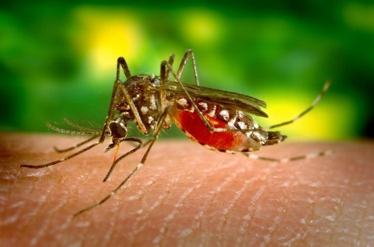 Hawaii Rapporten Rees-Zesummenhang Dengue Virus Fall