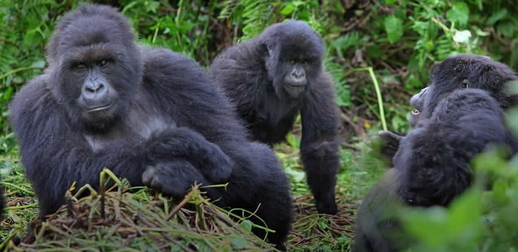 Taʻiala i Gorilla Trekking i Aferika