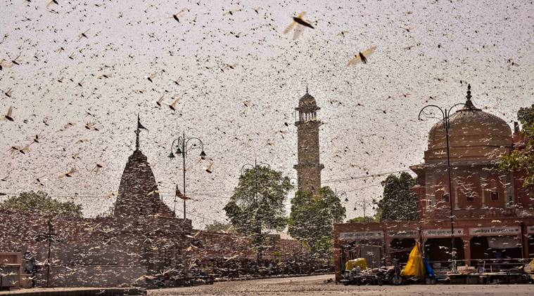 메뚜기 공격에 대비 한 뉴 델리