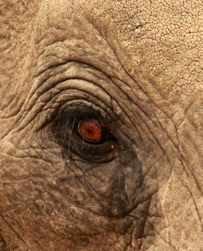 Elephant-close-up-3-Francis-Garrard