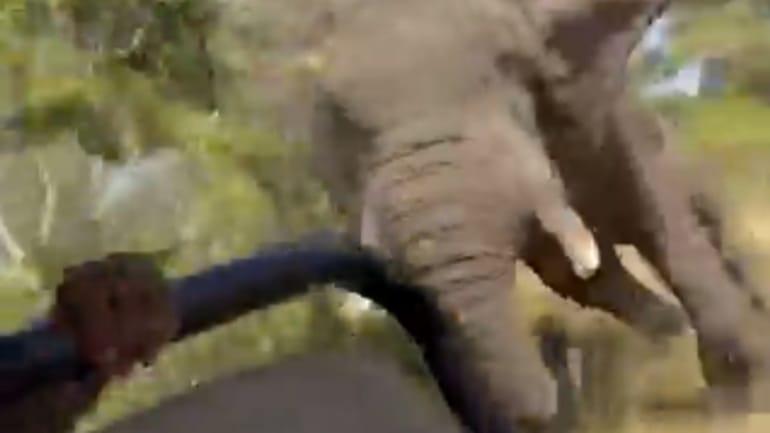 Elephant Kills 80- Yr- Old US Tourist on Zambia Safari