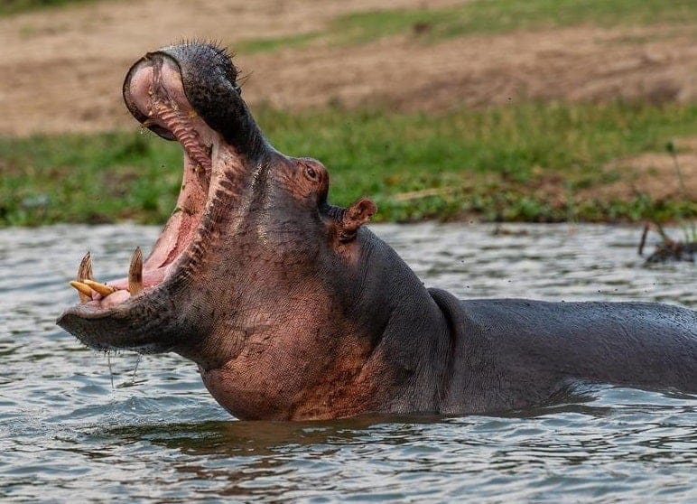 Tweejarig jongetje dat door nijlpaard in Oeganda is opgeslokt, overleeft beproeving