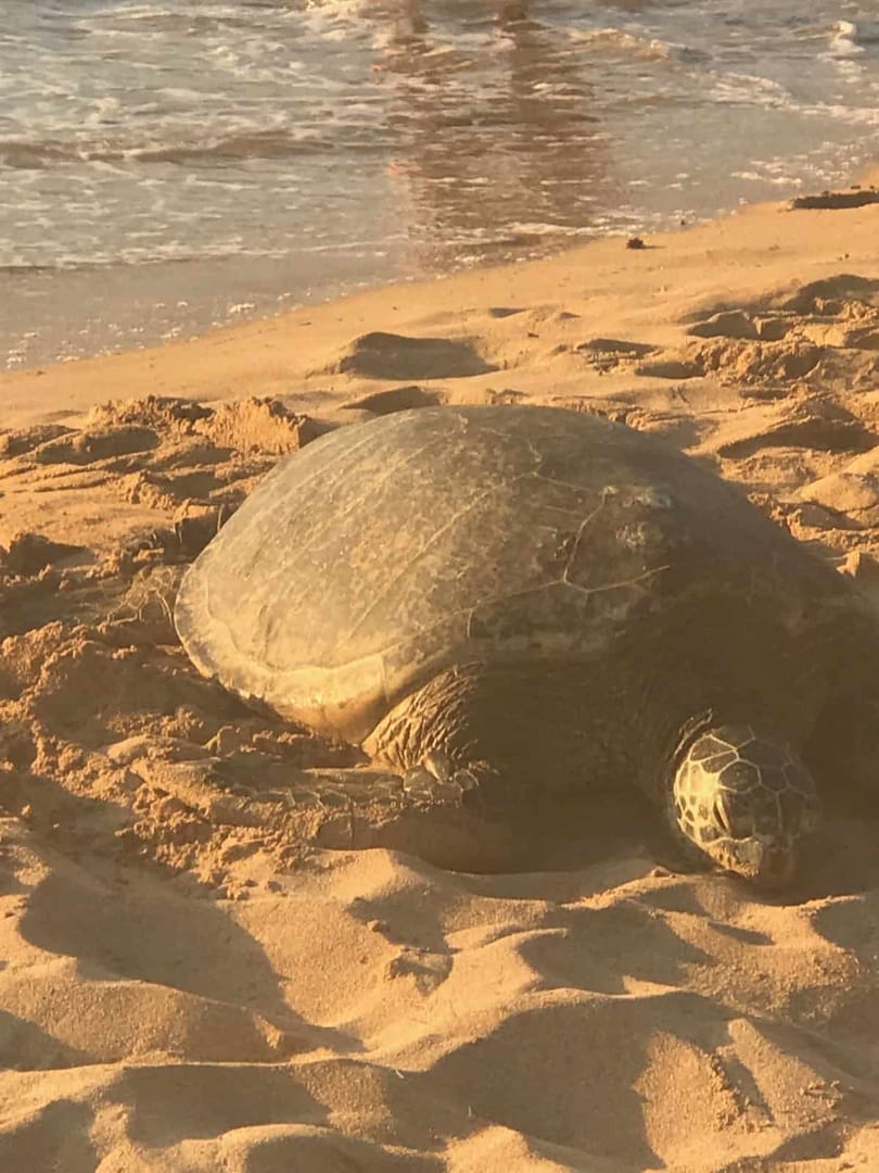 Turtle in Hawaiii