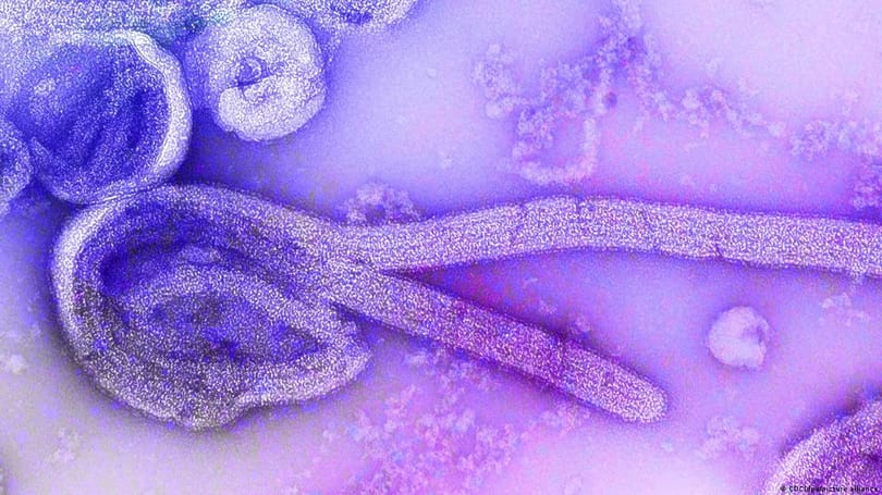 WHO: Virus Marburg bùng phát ở Guinea Xích đạo giết chết 9 người cho đến nay