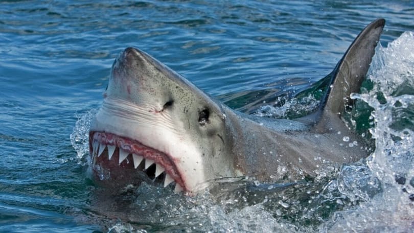 Nuotatore ucciso in un raro attacco di un grande squalo bianco della Nuova Zelanda